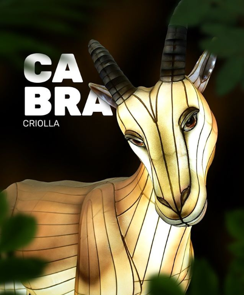 Cabra del desierto en el Festival Brilla Colombia