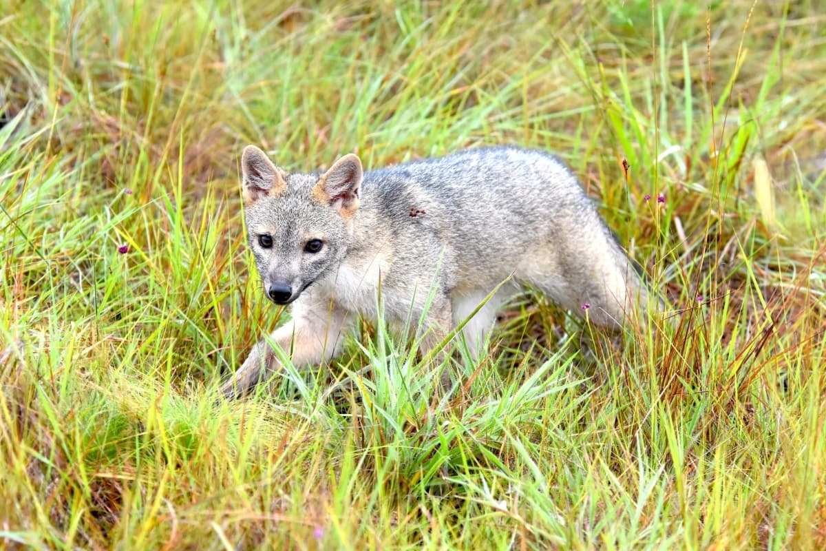 zorro perrero captado en el humedal Torca-Guaymaral