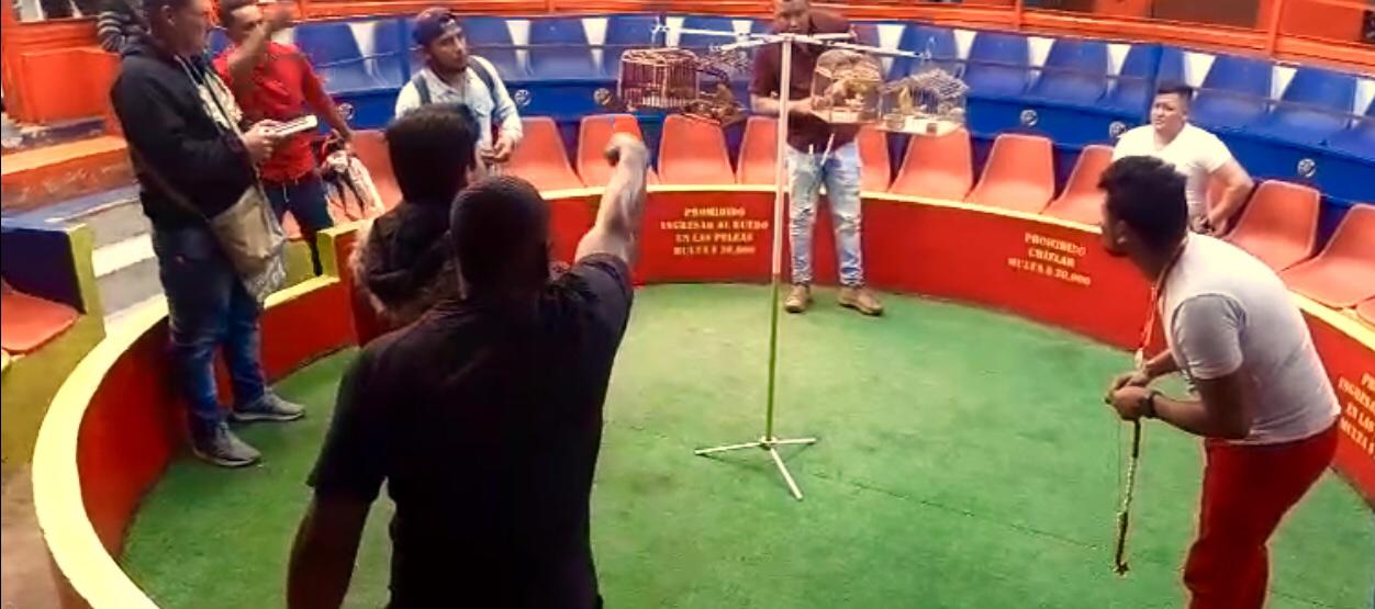 Canarios rescatados en Bogotá