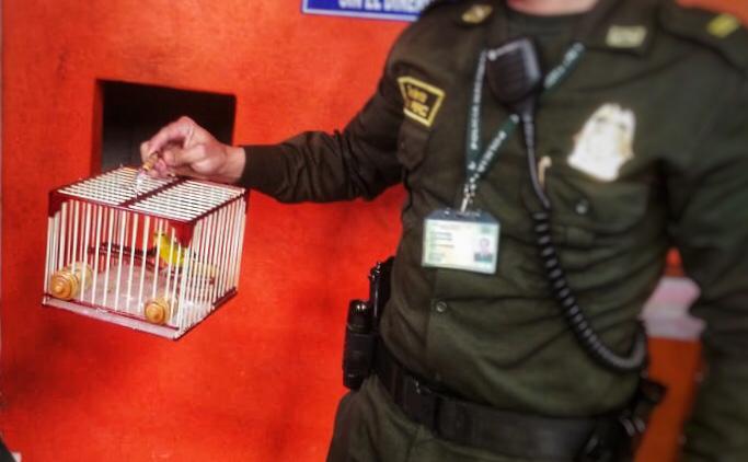Canarios rescatados en Bogotá