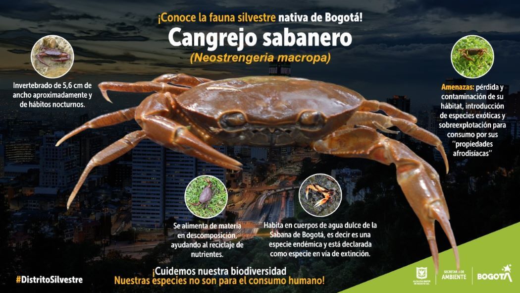 Imagen descriptiva del cangrejo sabanero