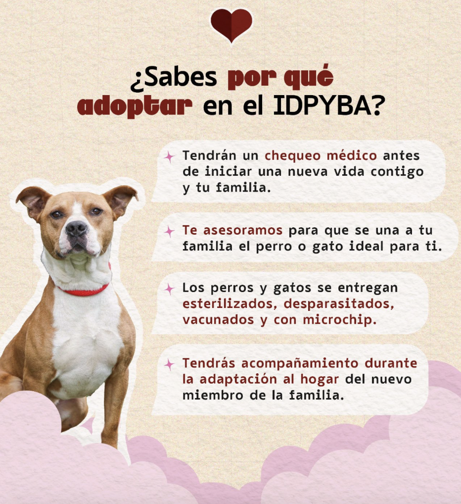 Asiste a las jornadas de adopción en el mes de abril en Bogotá