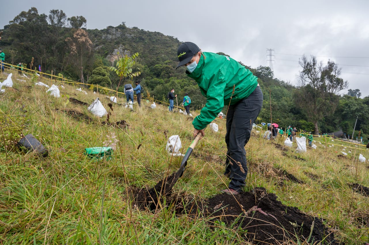 Carolina Urrutia, Secretary of the Environment planting in Mochuelo 