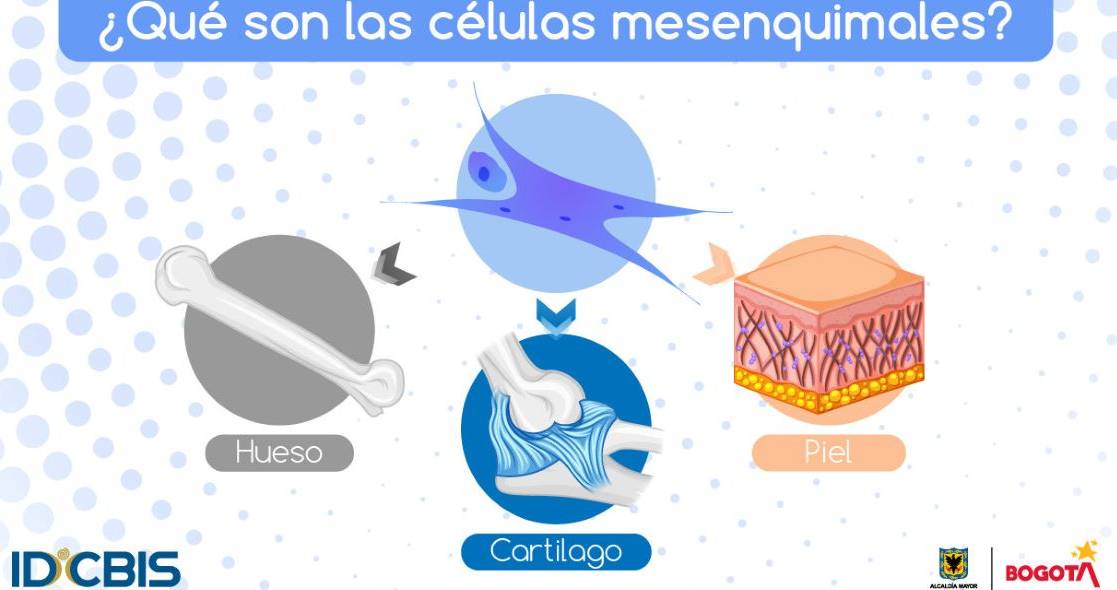 Ilustración de las células mesenquimales.