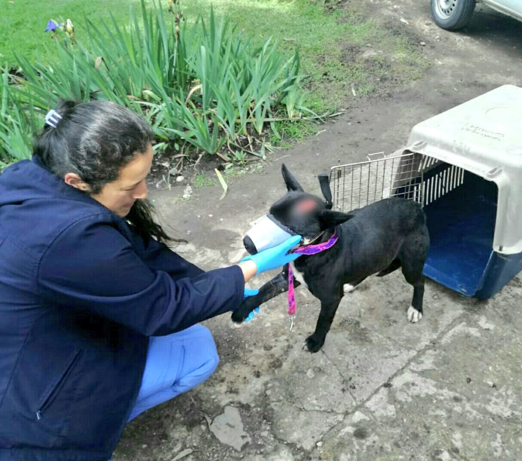 Chimuelo, uno de los perros rescatados por IDPYBA