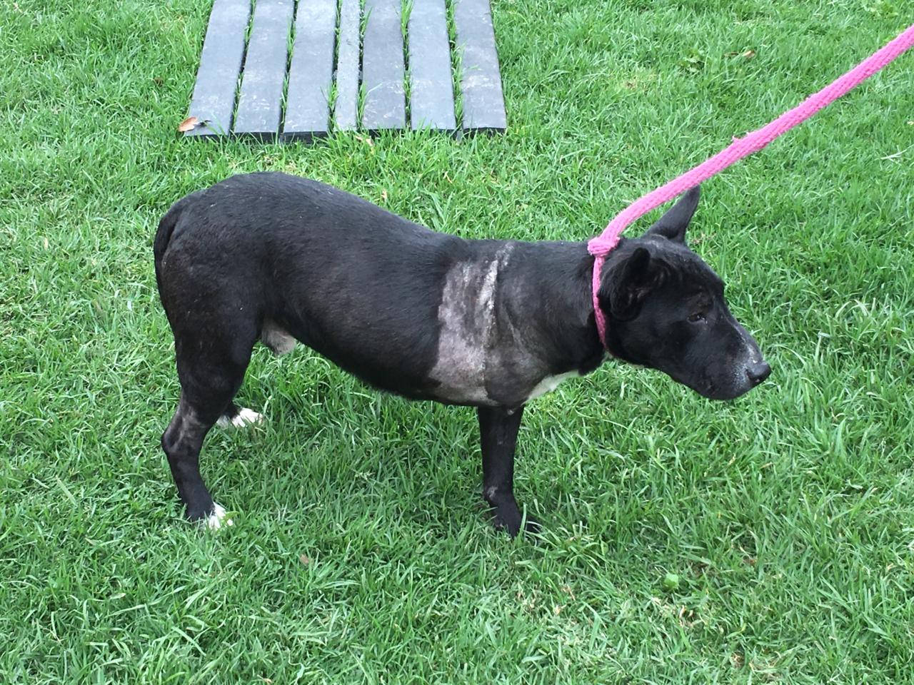 Chimuelo, uno de los perros rescatados por IDPYBA