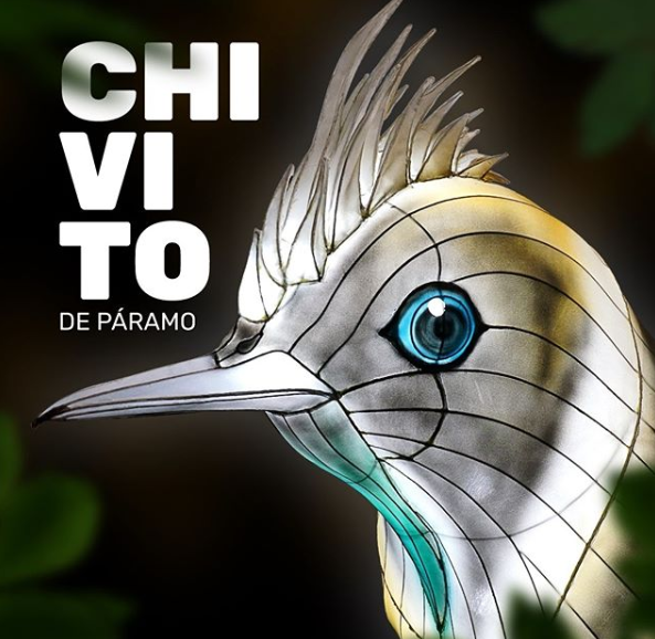 Chivito de Páramo