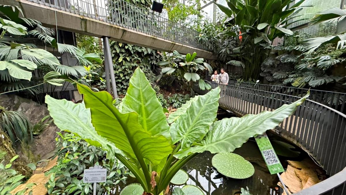 Interior del Tropicario del Jardín Botánico de Bogotá donde se muestran variedad de plantas de los ecosistemas Colombianos