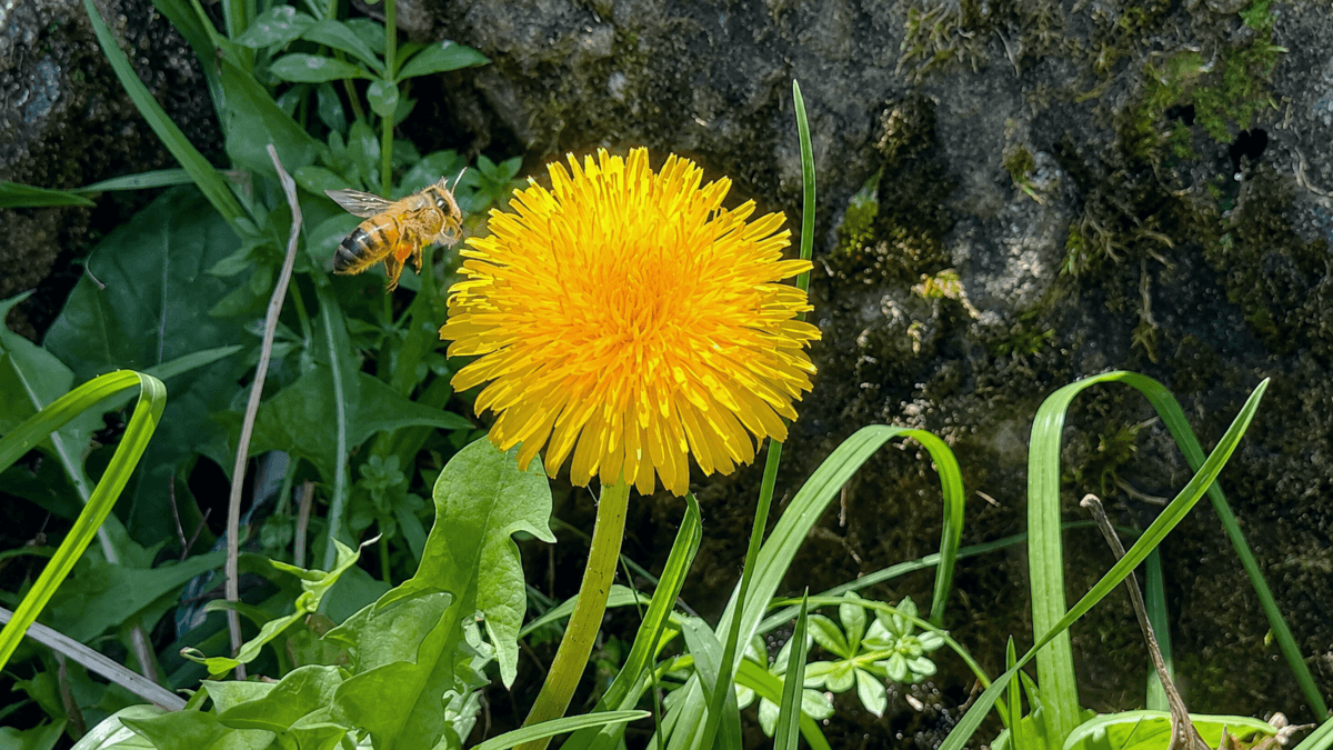 Abeja junto a una flor amarilla silvestre entre la vegetación del sendero de Monserrate.