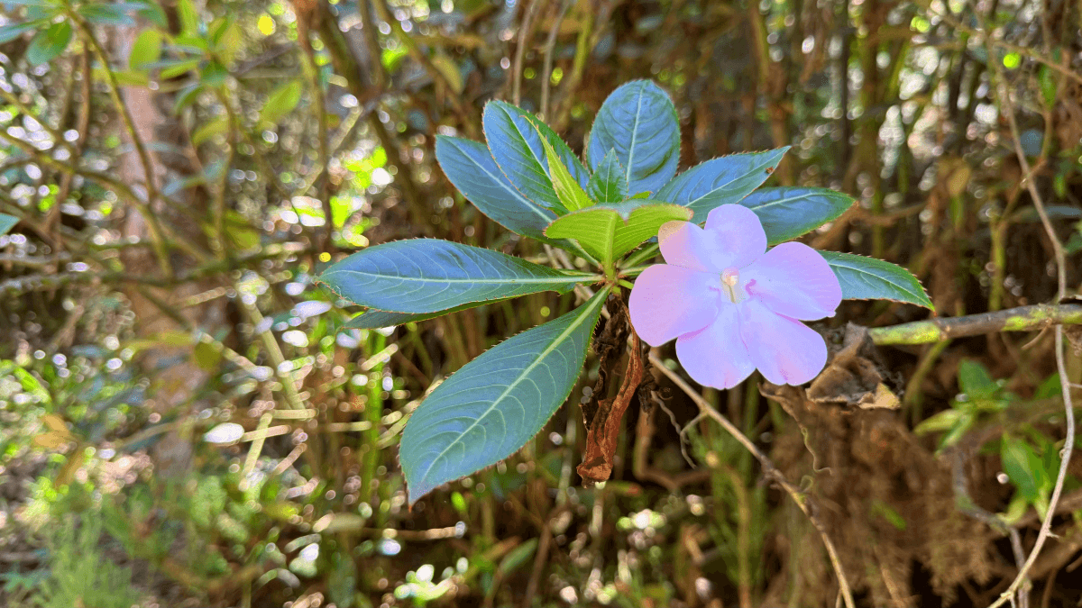 Flor silvestre de color lila entre hojas verdes y vegetación del sendero de Monserrate.