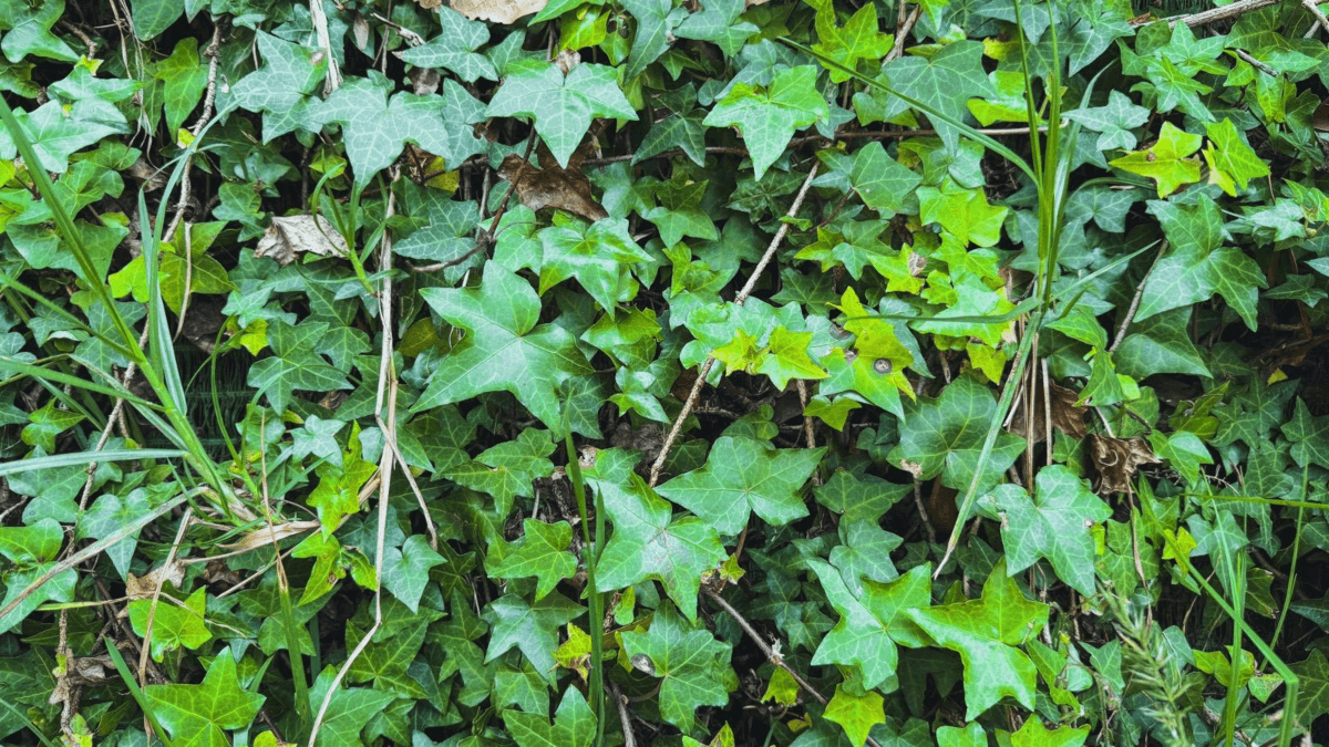 Cobertura de hiedra con hojas verdes creciendo sobre un talud del sendero de Monserrate.