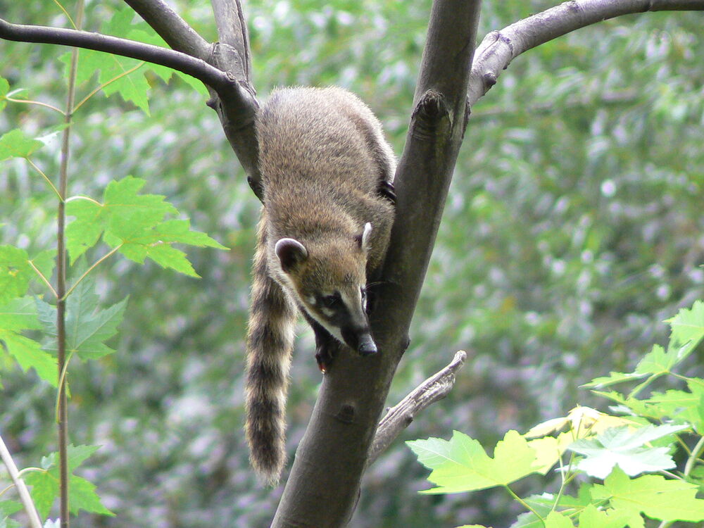 Coatí de cola anidada