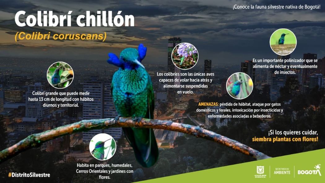 5 curiosidades sobre el colibrí chillón, ave nativa de Bogotá