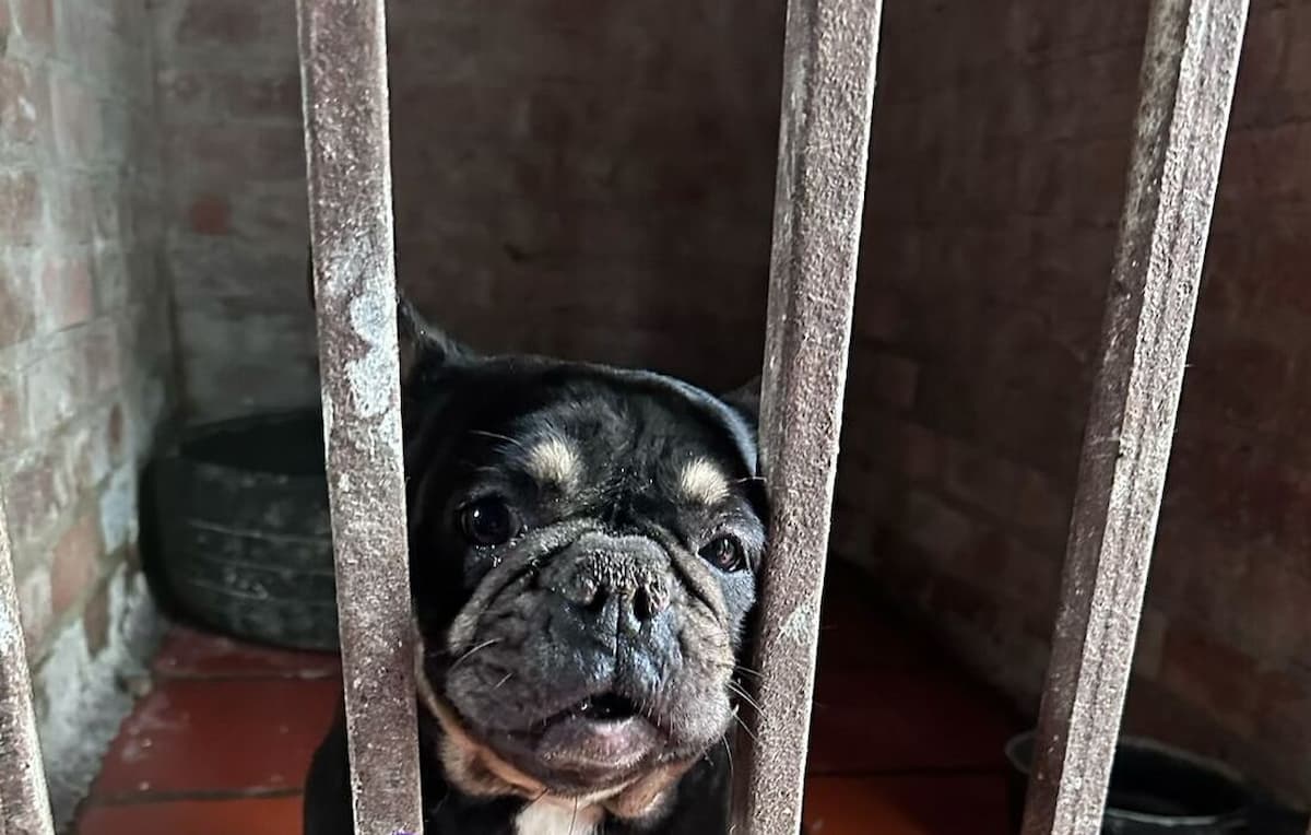 Perro rescatado de criadero de animales en Bogotá