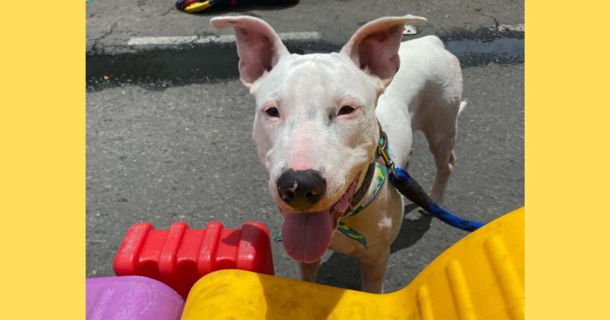 Punto pet friendly ciclovía