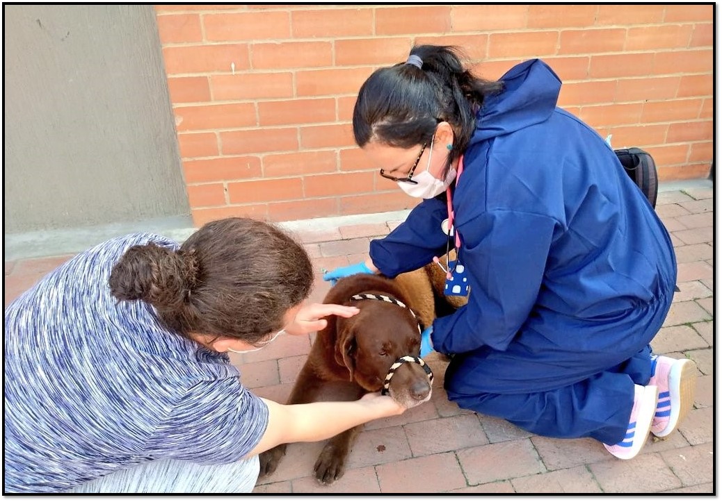 Imagen de atención a un animal de calle 
