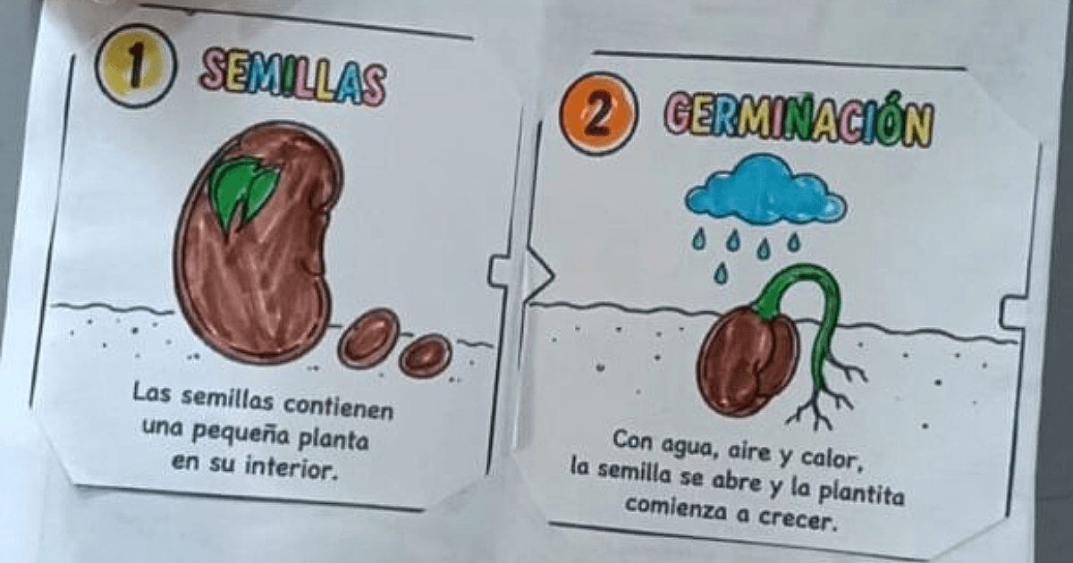 Fanzine ecológico elaborado por estudiantes con ilustraciones y texto literal sobre las etapas “Semillas” y “Germinación” del ciclo de vida de las plantas en actividad de educación ambiental en Ciudad Bolívar.