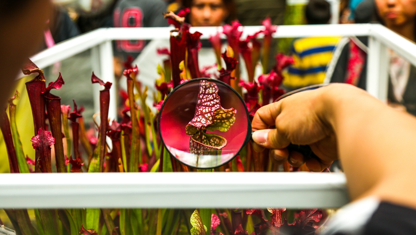Exposición de plantas carnívoras en Bogotá