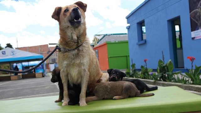 Protección Animal
