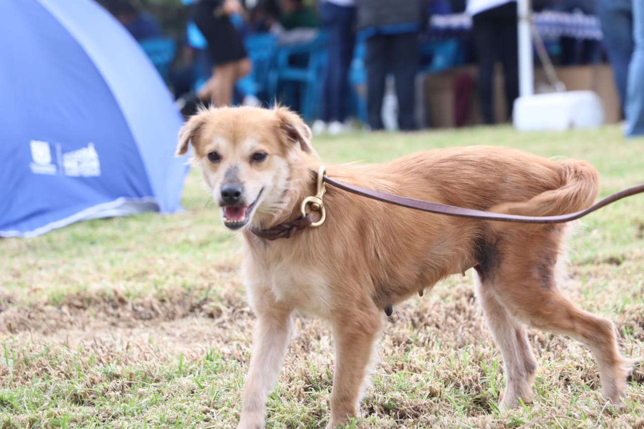 Trabajos comunitarios con animales - FOTO: Prensa IDPYBA