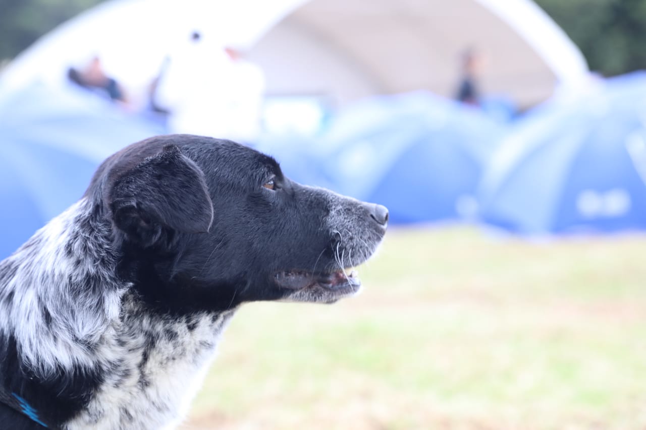 Trabajos comunitarios con animales - FOTO: Prensa IDPYBA