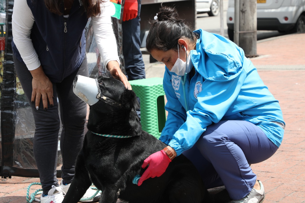 Protección Animal 