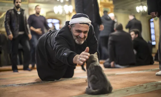 Los gatos en la mezquita.