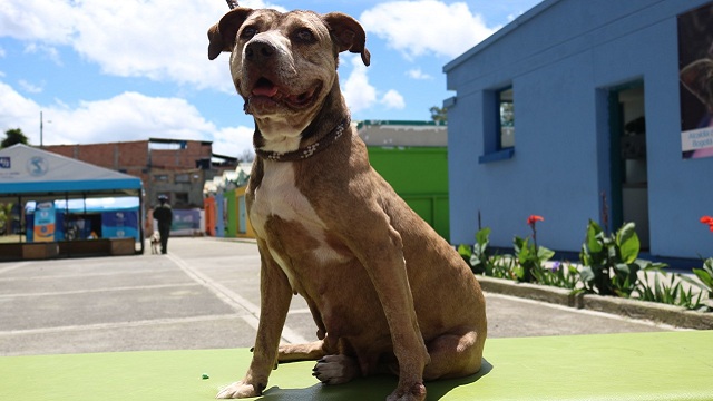 Protección Animal