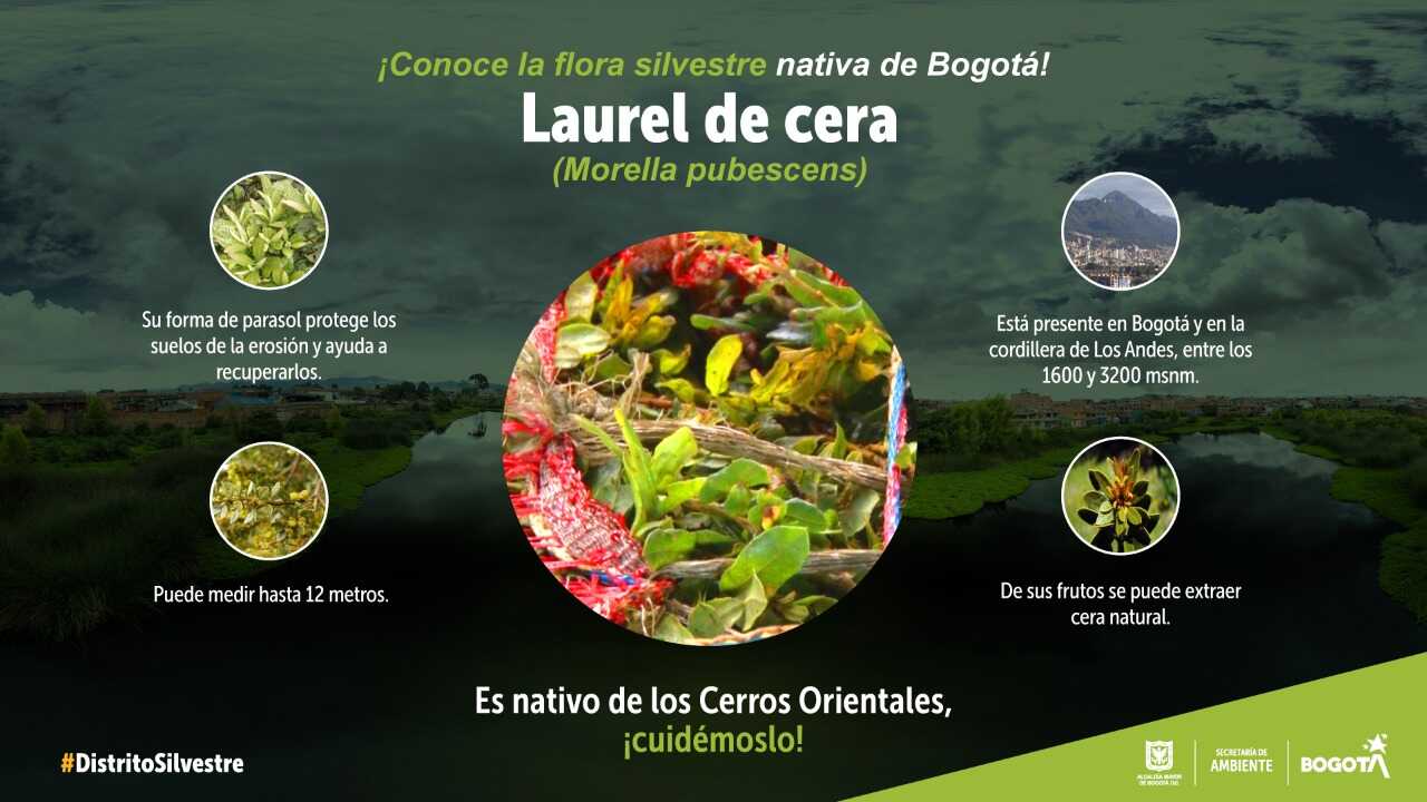 Árbol laurel de cera en Bogotá | Bogota.gov.co