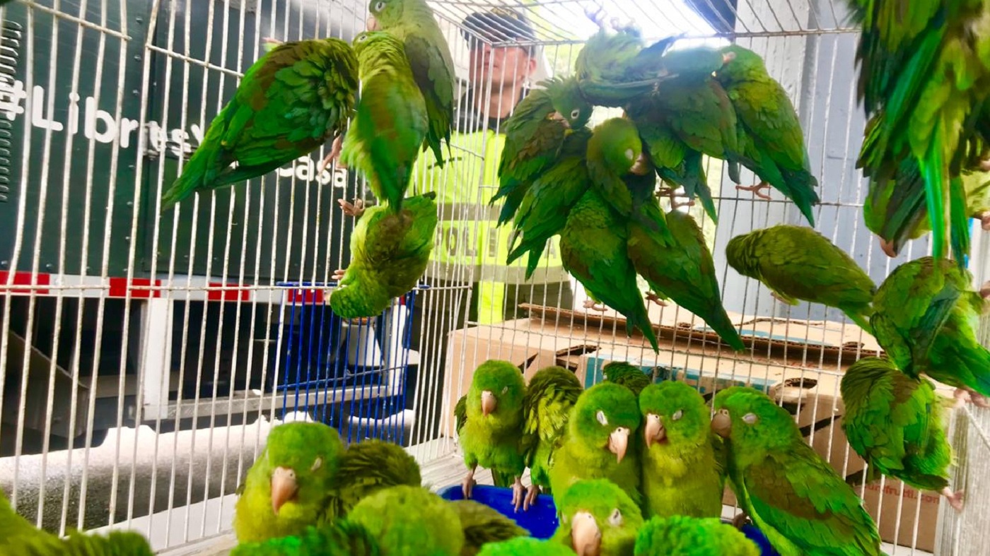 Animales silvestres rescatados en Bogotá