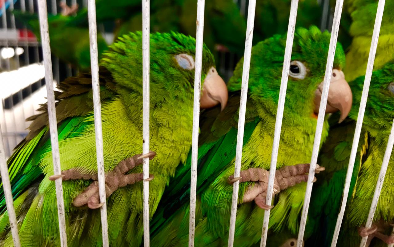 Animales silvestres rescatados en Bogotá