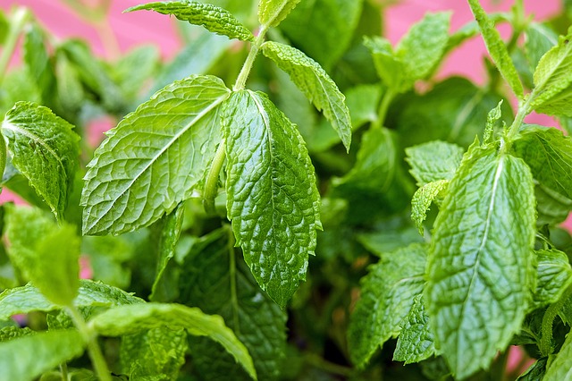 Imagen de un cultivo de menta