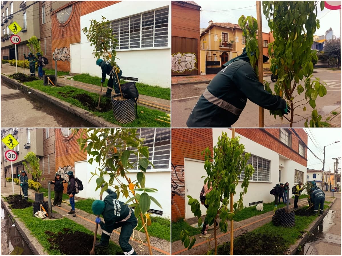 siembre de árboles en Bogotá