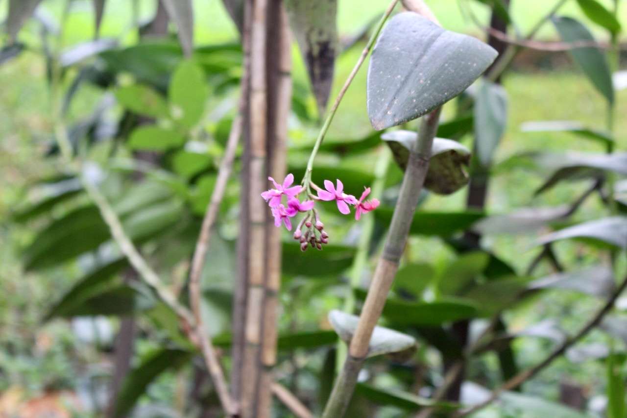 Imagen de la orquídea es color lila