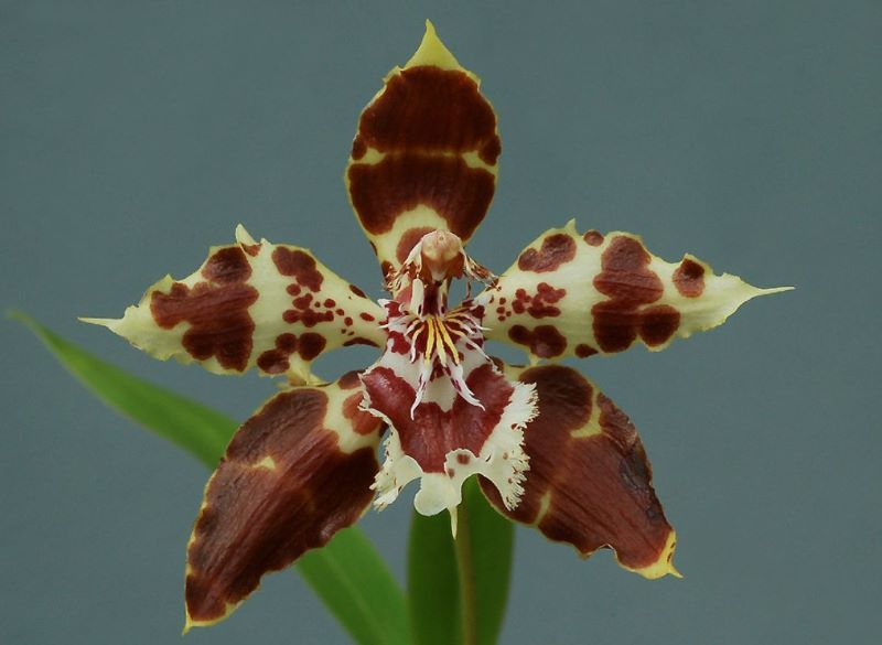 Imagen de la Orquídea. Foto Cortesía: Pinterest.