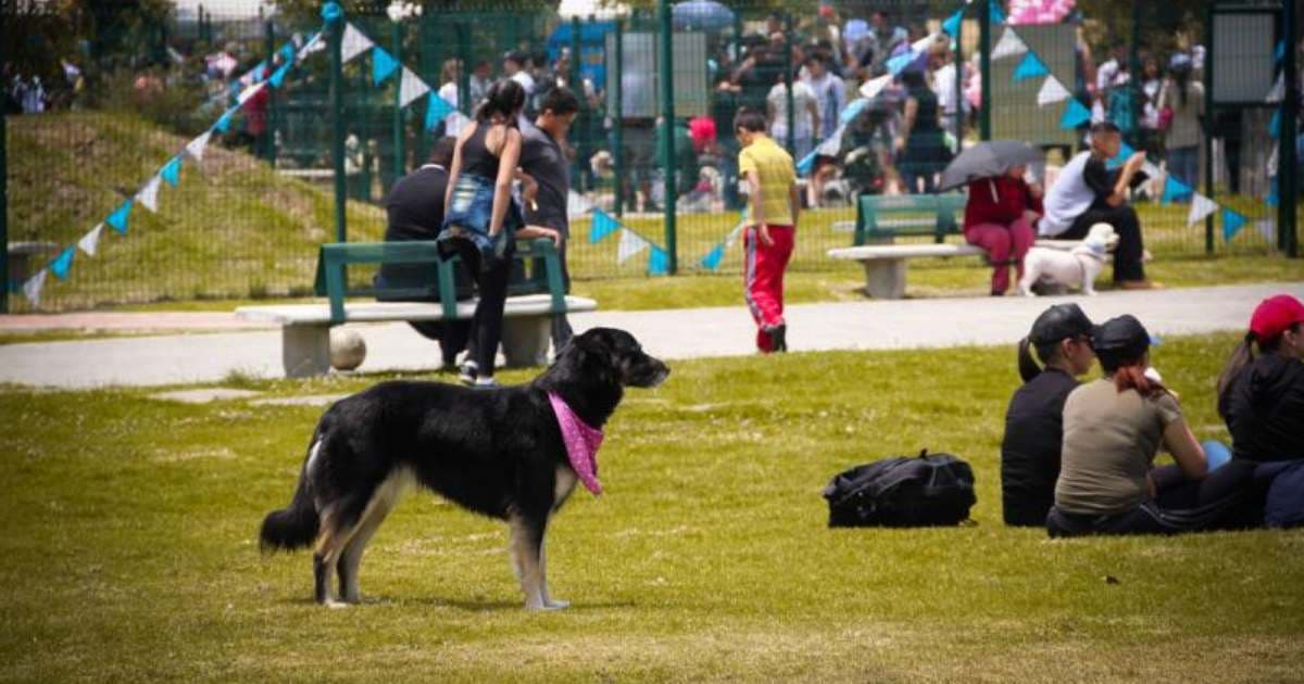 Parques para mascotas en Bogotá 2024 visítalos - Parque Simón Bolívar