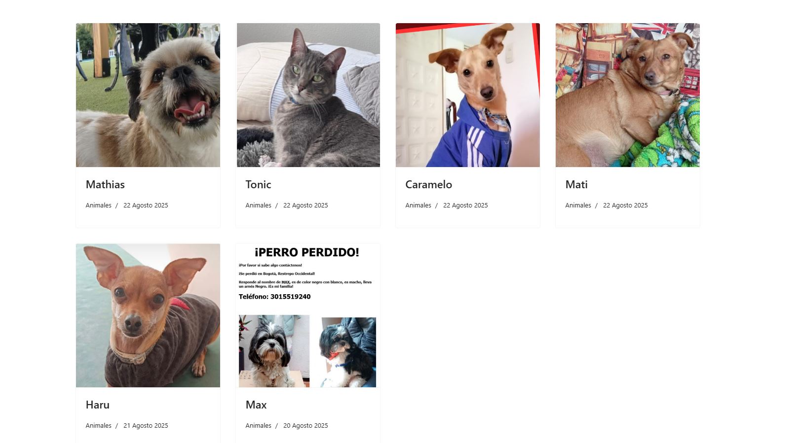 Reportar mascota extraviada en Perros y gatos buscan su hogar Bogotá 