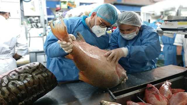 Dos personas, hombre y mujer, con uniformes, tapabocas y gorros examinando un pescado para semana santa