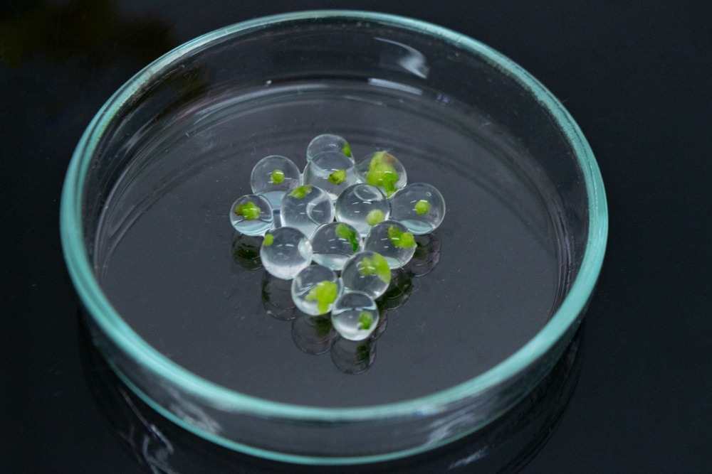 Imagen de los protocormos que lucen como arvejas pequeñas de color verde.