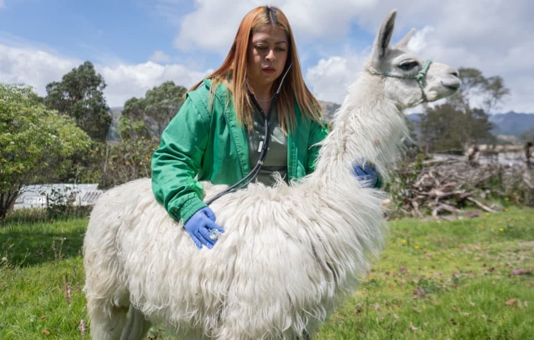 llama andina