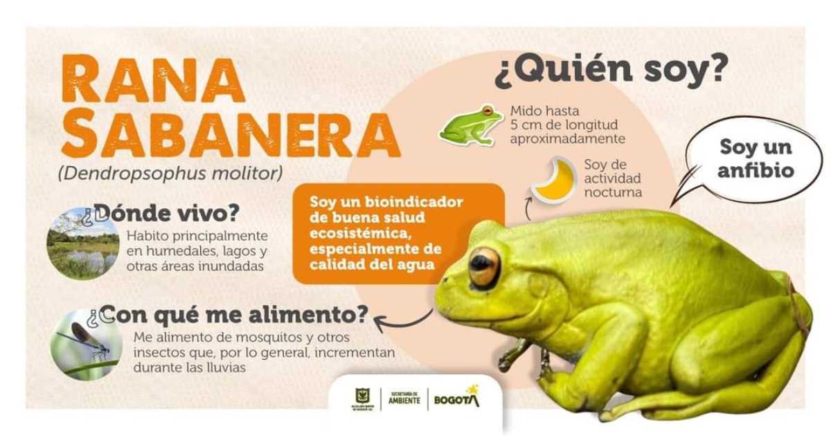 Rana sabanera hace parte de ecosistemas de Bogotá datos de la especie