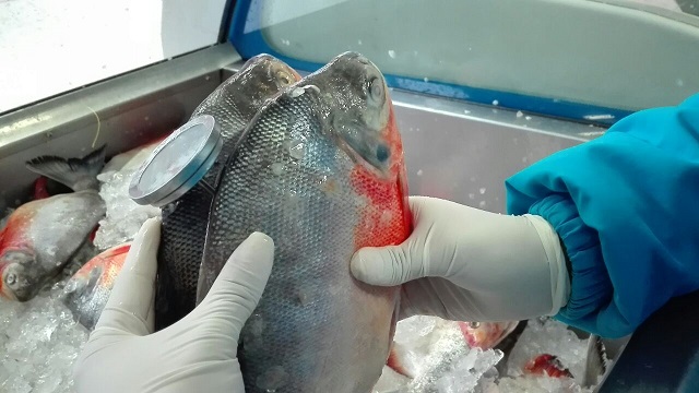 Una persona pesando dos pescados para semana santa