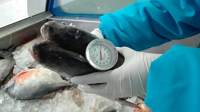 una persona pesando dos pescados en la bascula para semana santa 