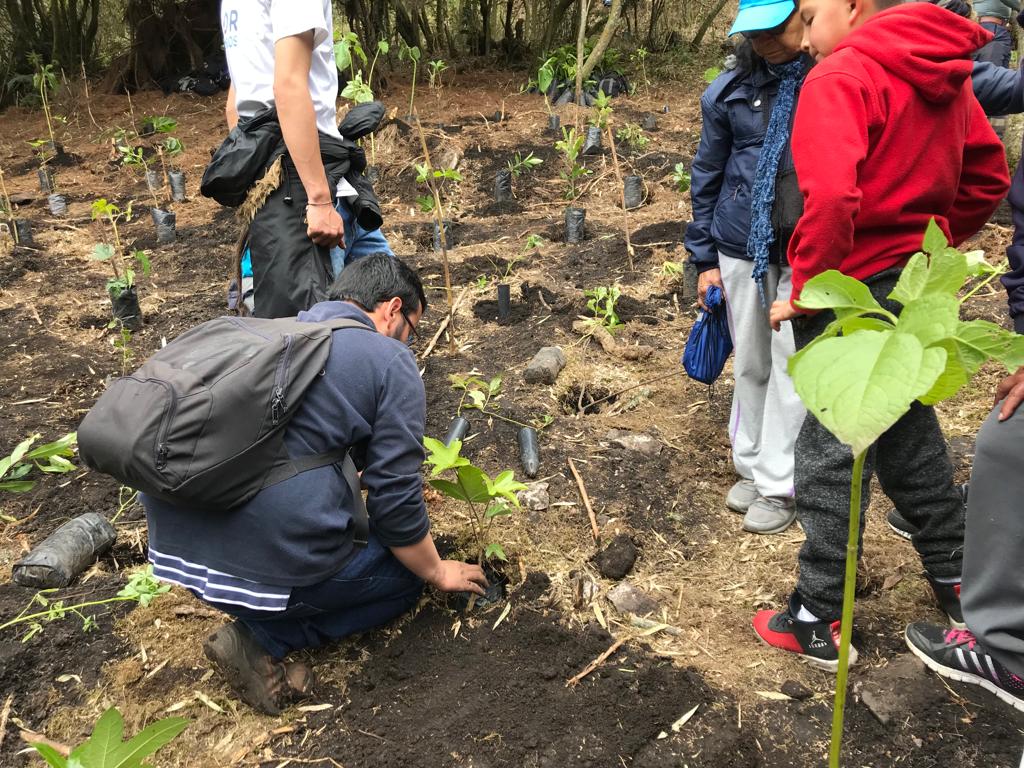 Plantación de árboles en Bogotá