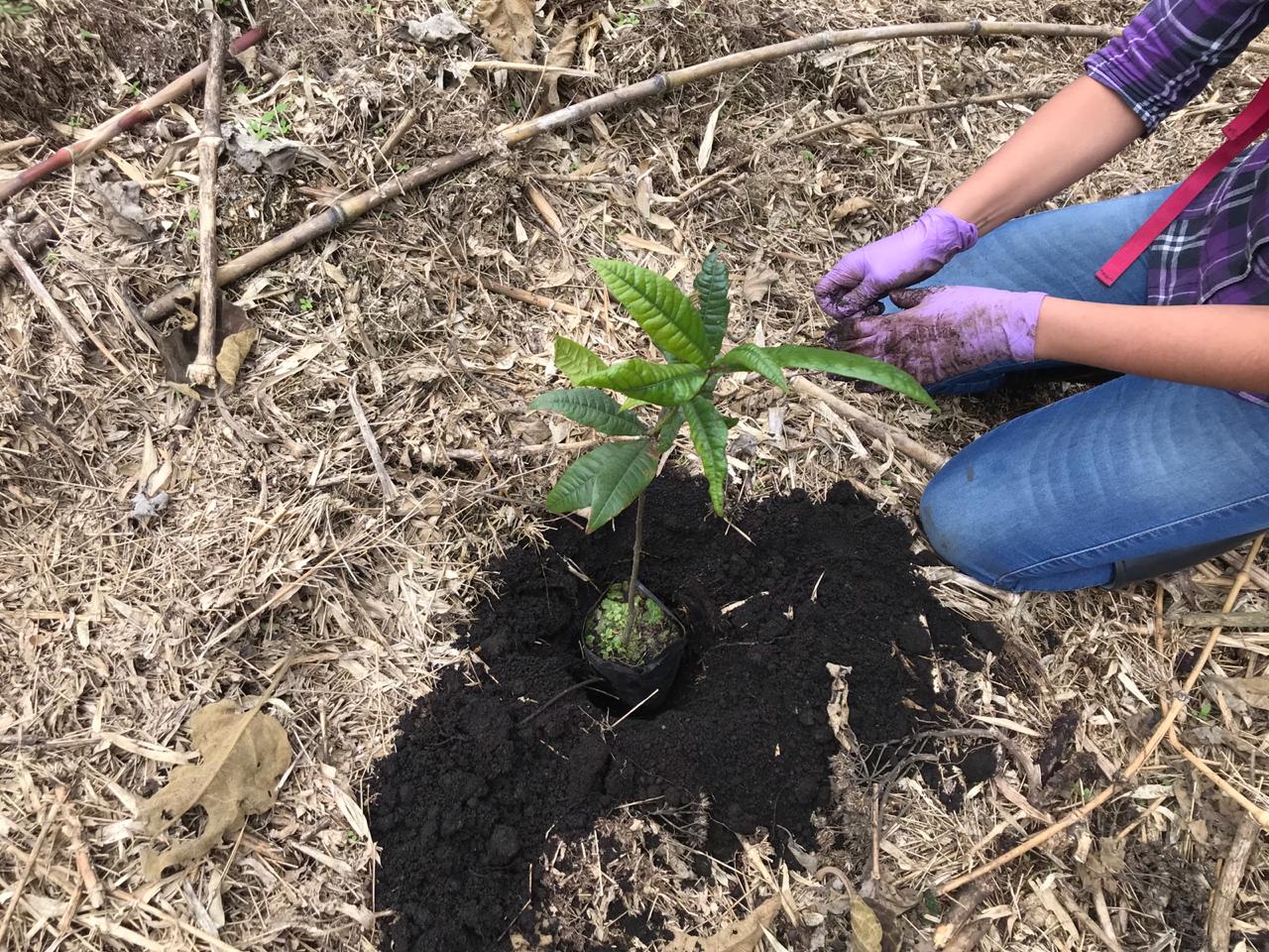 plantación de árboles en Bogotá