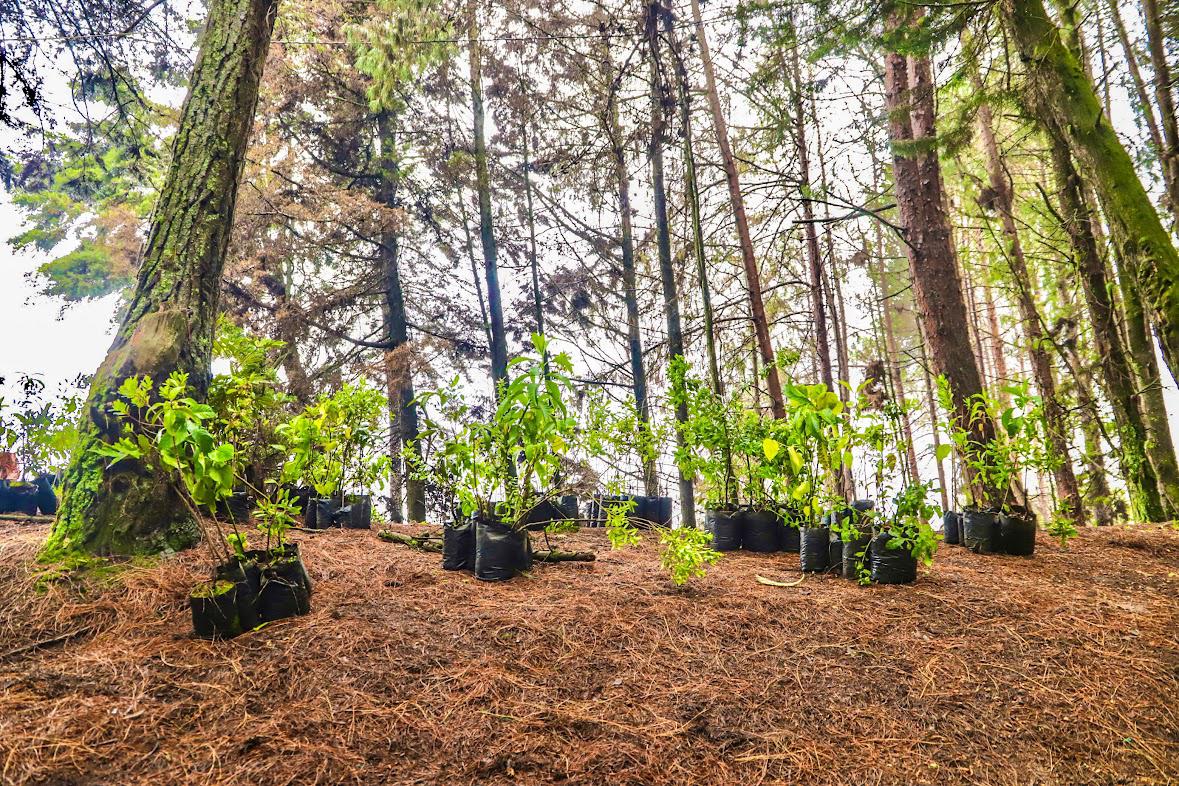 Secretaría de Ambiente de Bogotá rindió cuentas a la ciudadanía ¡Balance aquí!