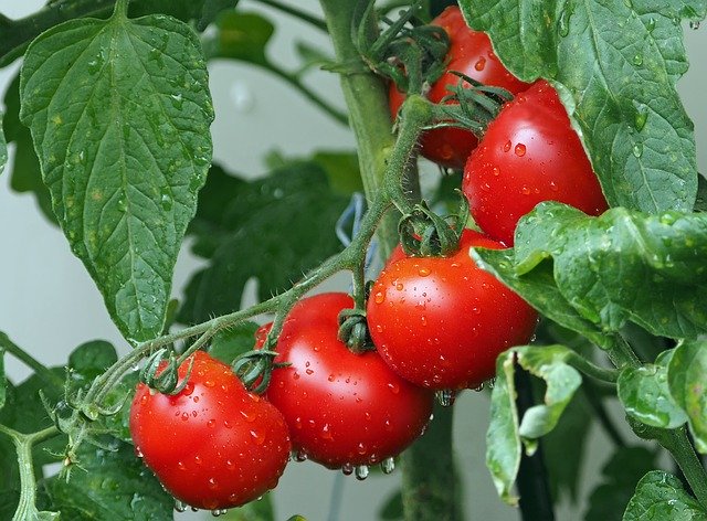 Imagen de tomates rojos