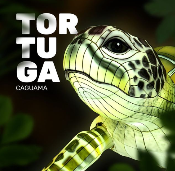 Tortuga marina en los Manglares