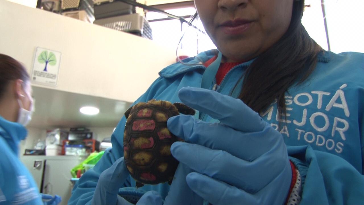 Tortugas rescatadas en Bogotá
