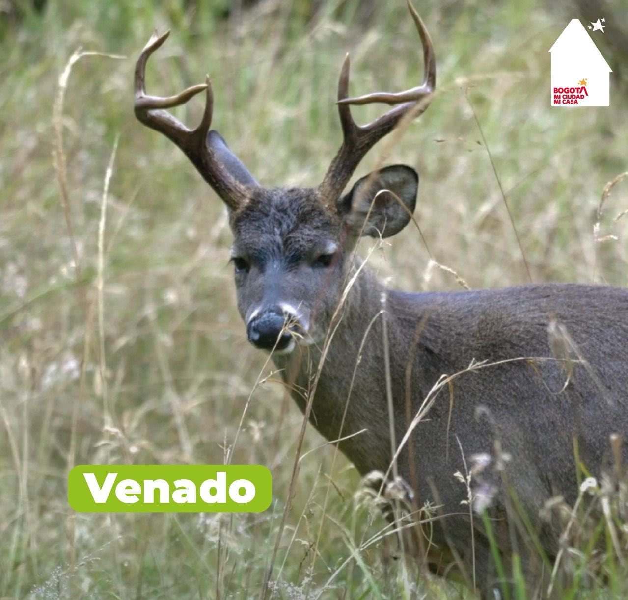 Tourism in Bogotá_ City of Deer, Green Mountains, Paramos, and Wetlands